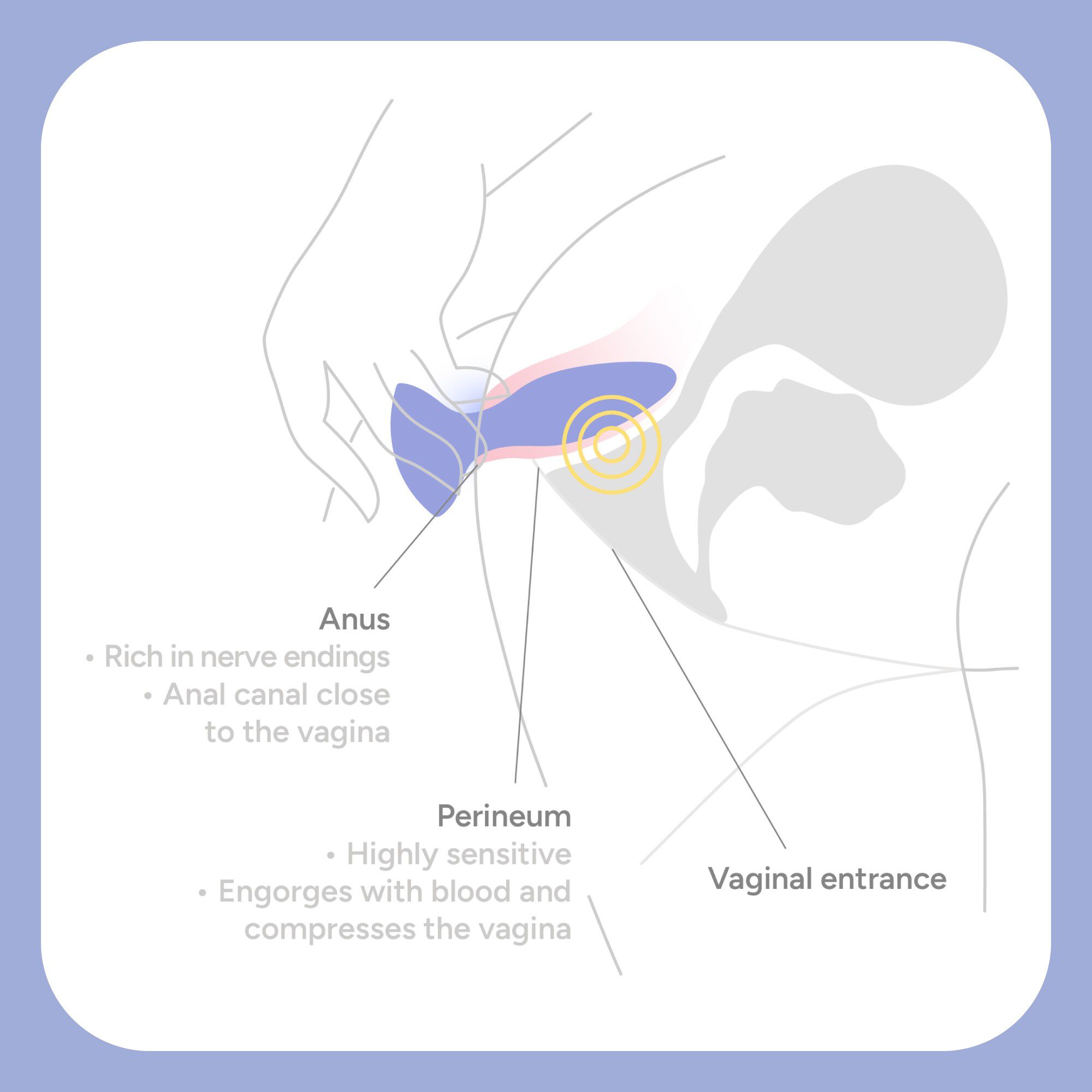 The Neighbor Anal Vibrator