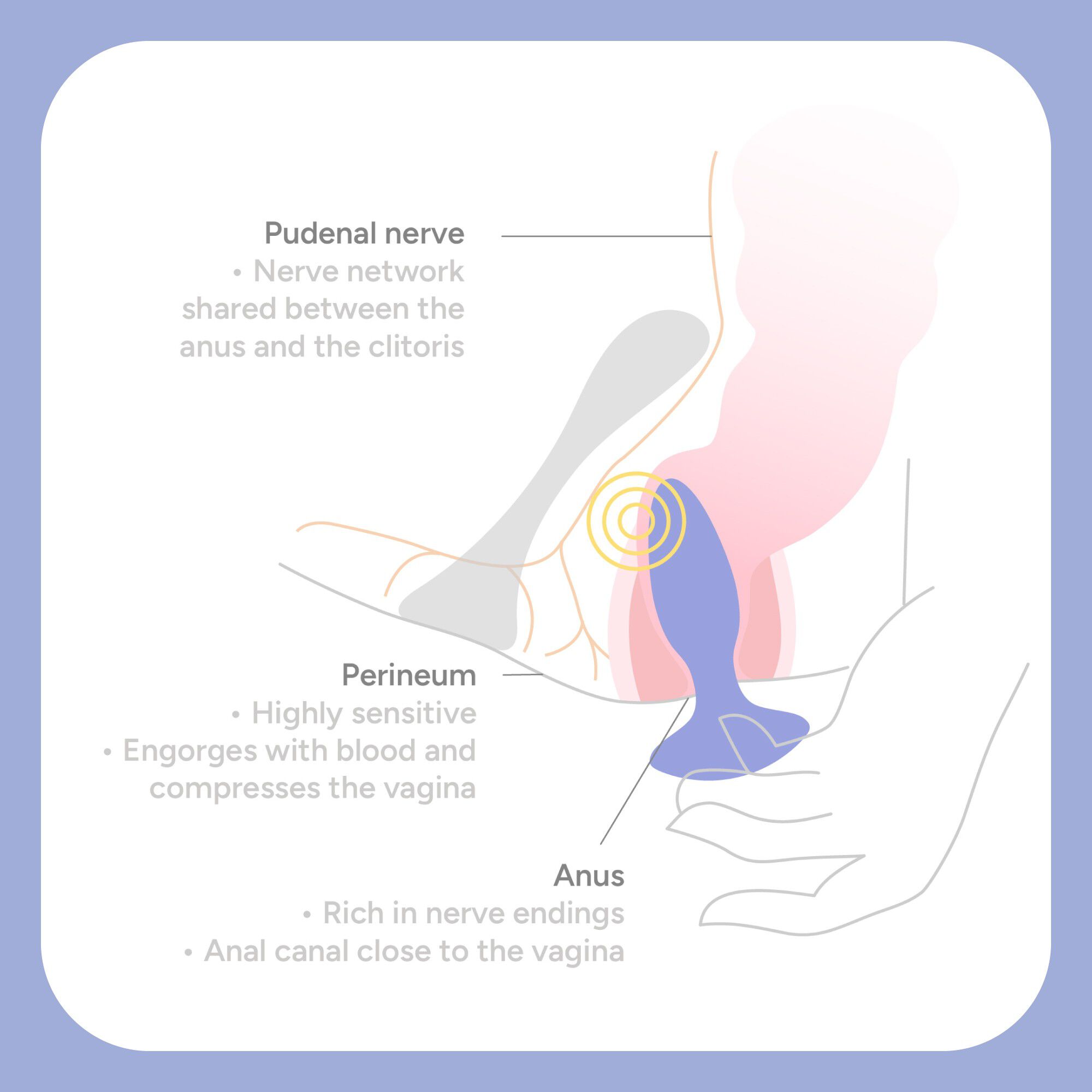 The Neighbor Anal Vibrator
