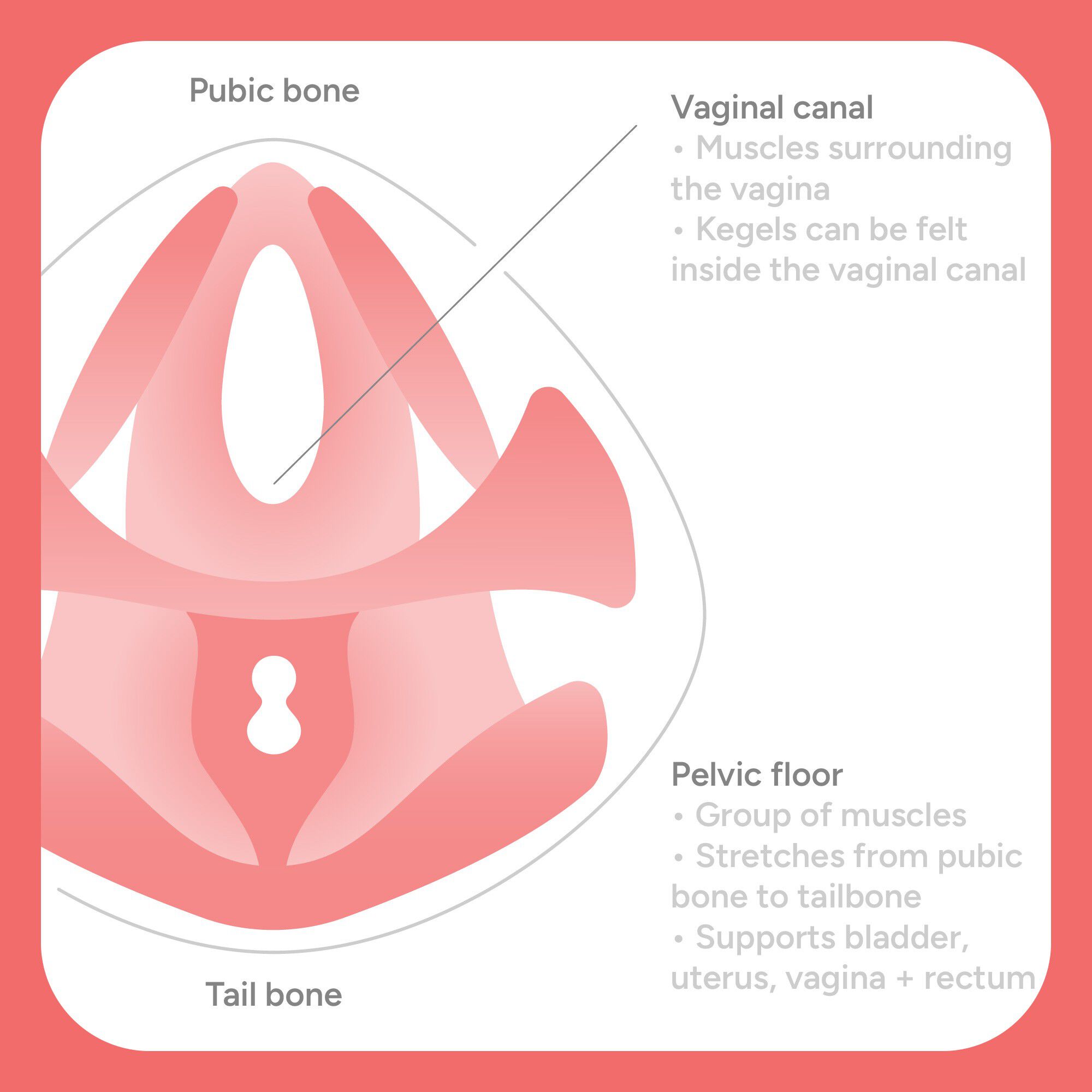 Pelvic Partner